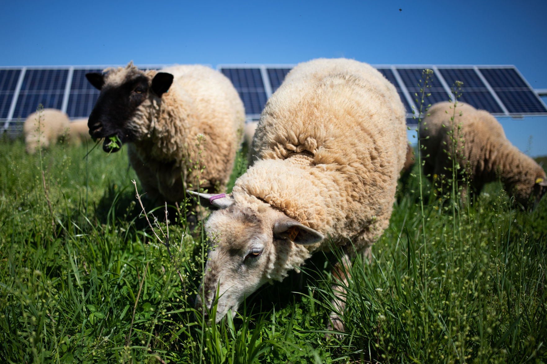 Sheep Farm_05.jpg